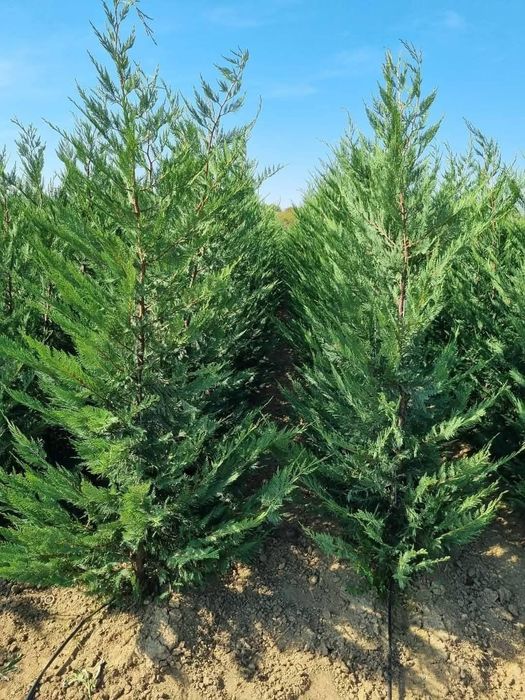 Leylandii 2.5m - 3m, la balot sau ghiveci, calitate premium!