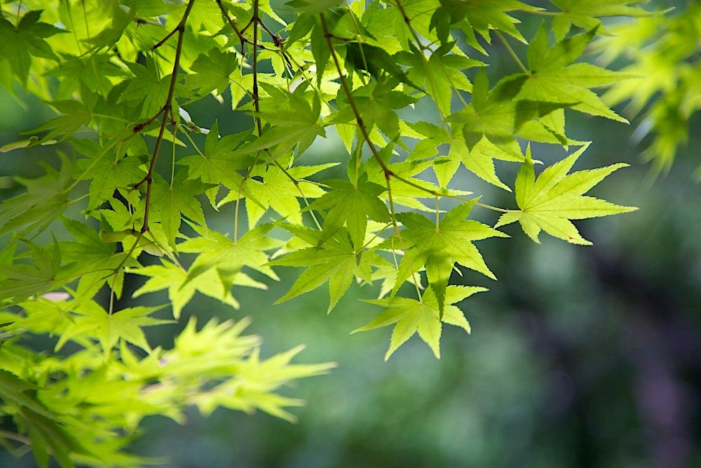 Семена и фиданки Дъб Скоруша Бук Габър Еводия Албиция Пекан Лимон Глог