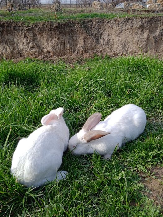 Куён оптом сотилади