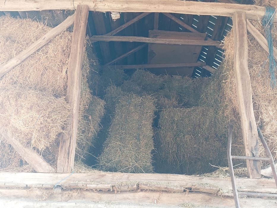 Vând baloti de lucerna