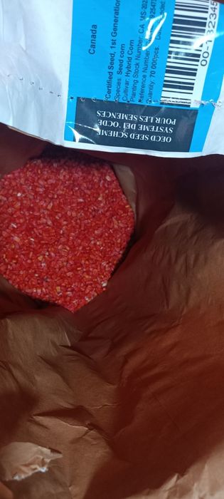 Семена кукурузы Канадские