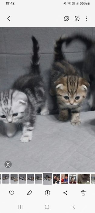Продаются шотландские котята. .