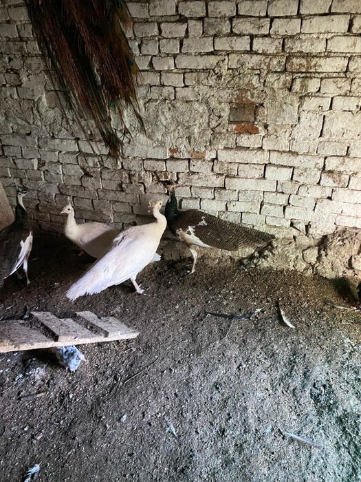 Familie pauni tineri