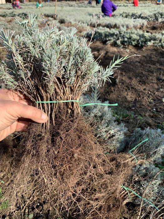 Butasi lavanda cu rădăcina-3 lei