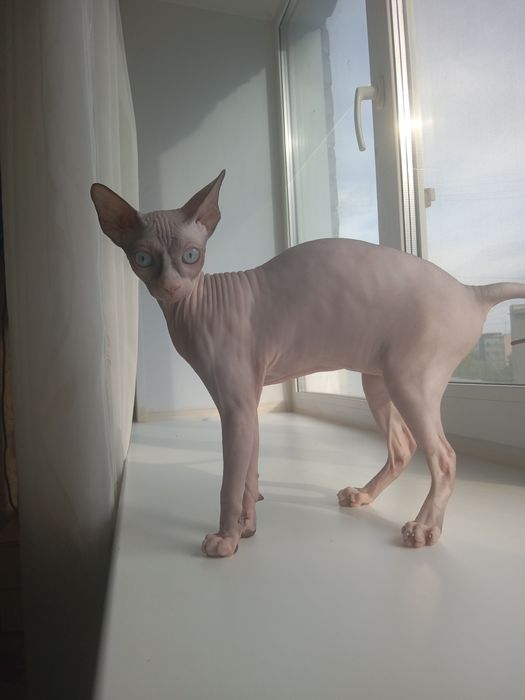 Кошечка. Канадский сфинкс.