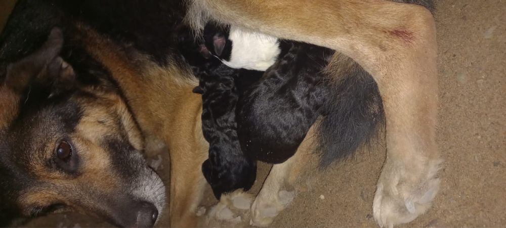 Отдам щенятл в добрые руки срочно