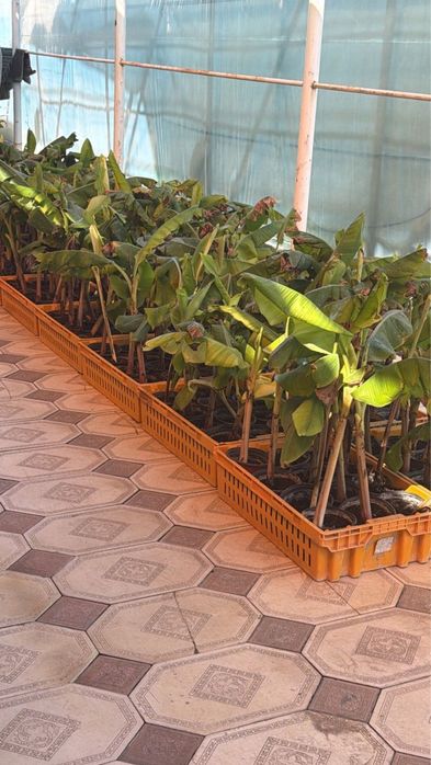 Банан саженцы.            .