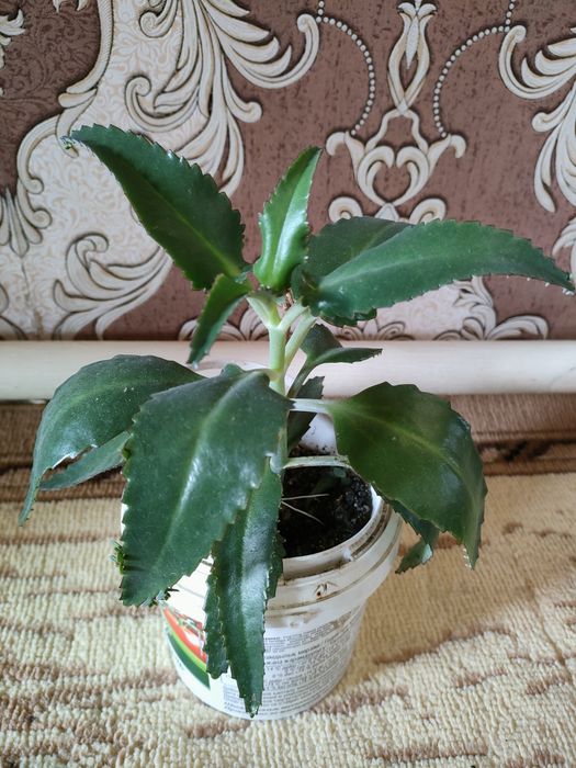 лечебное каланхоэ. доставка