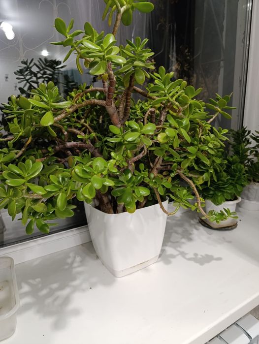 Денежное дерево продам