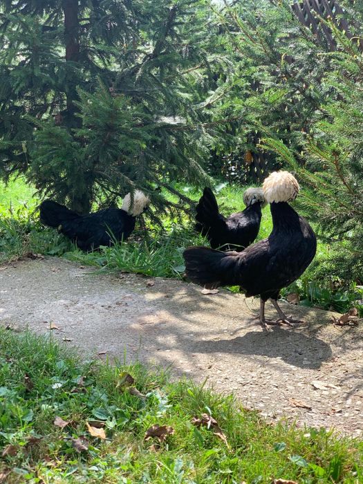 Motata Olandeza de vanzare