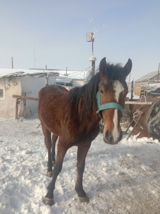 Продам жиребца 2года полу кровка