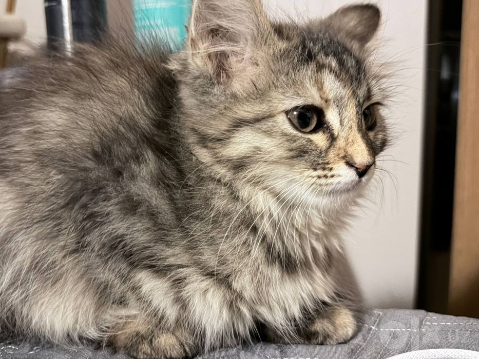 Котята шатландские