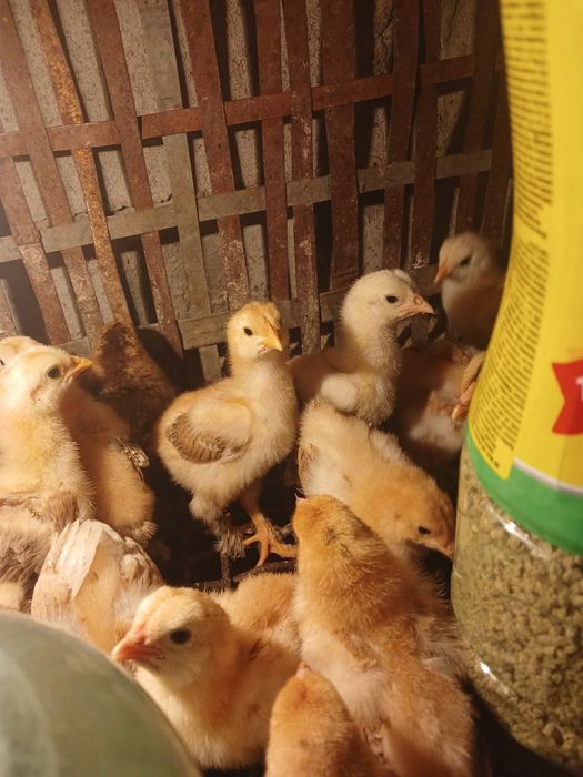 Продам цыплят брама