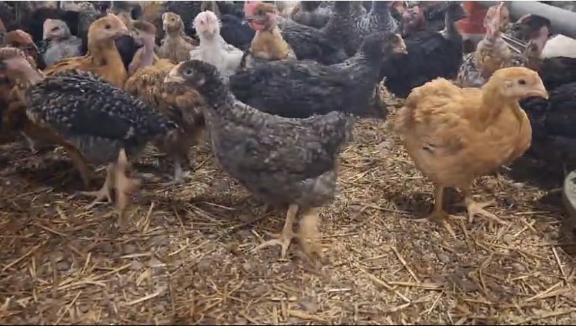 Vand pui colorati, pui de carne, gaini, rate