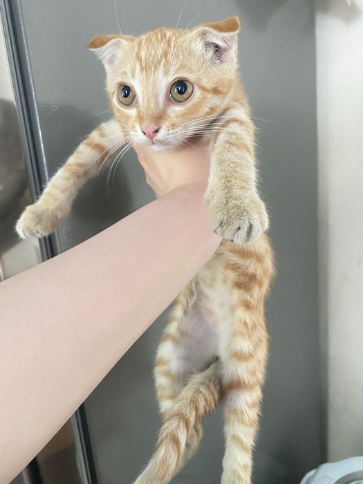 Котята в хорошие руки