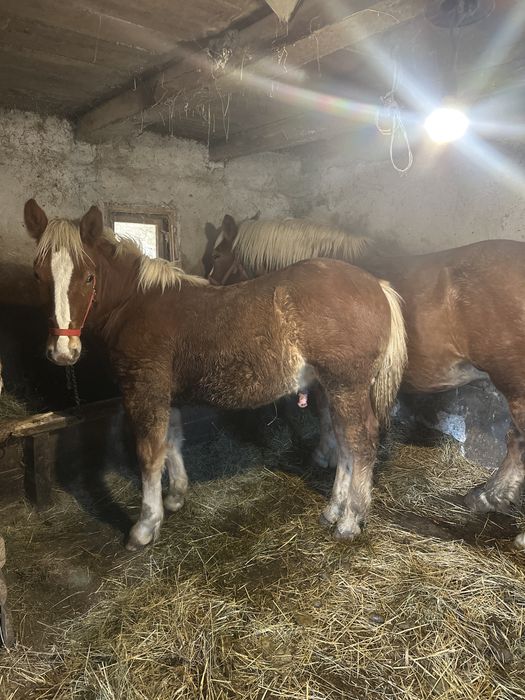 Mânz de 7 luni de vanzare