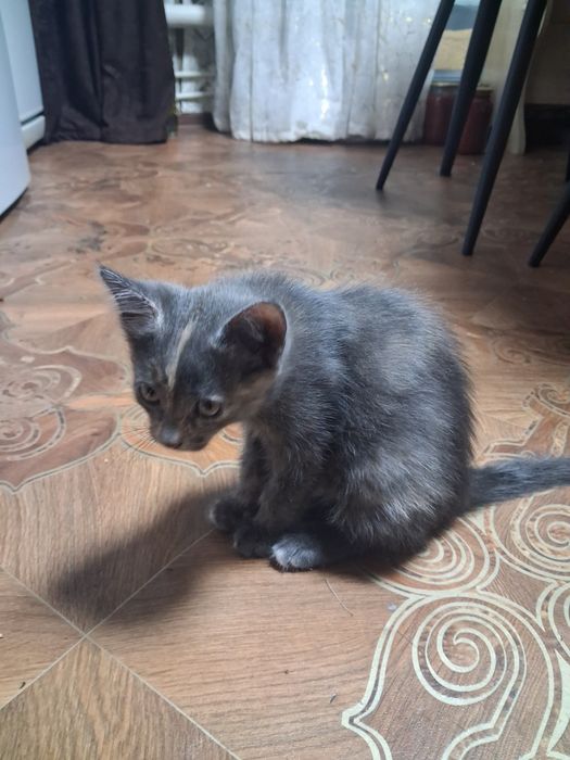 Отдам котенка домашнего