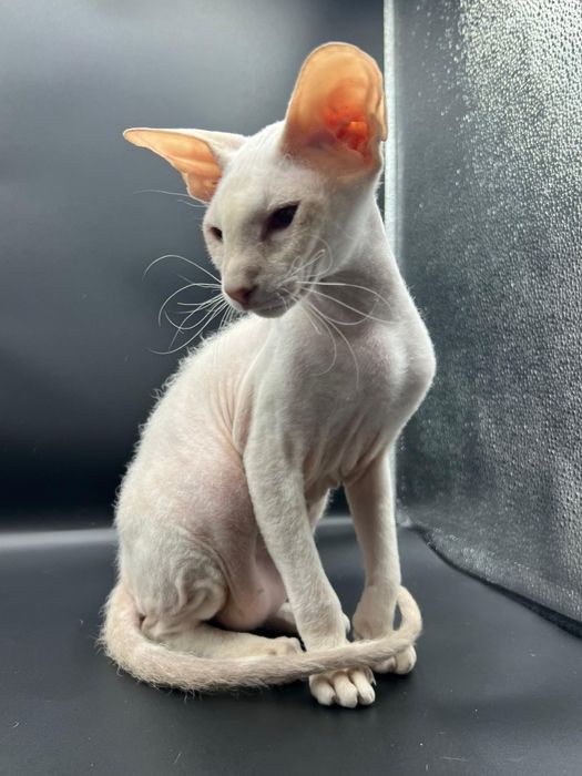 Котята Петерболды