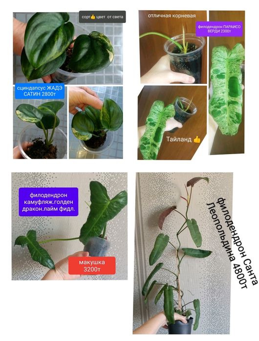 Сциндпсус ЕЛИСЕЙСКИЕ ПОЛЯ 15000т