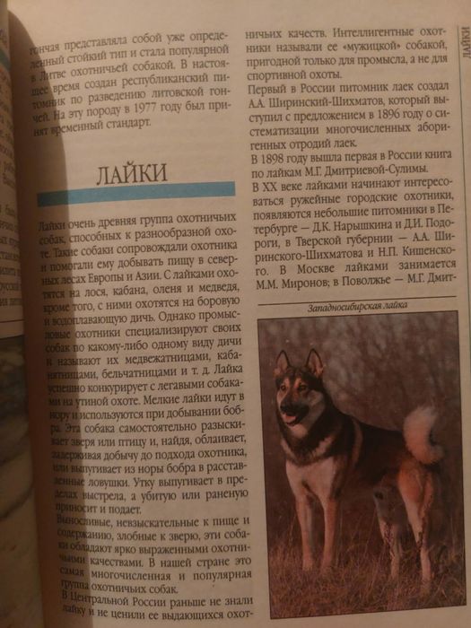 Охотничьи  собаки