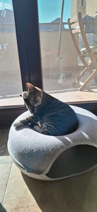 Pisică tânără sub 2 ani • Femelă tigrată, foarte blândă și iubitoare • Sterilizată • Adopție în București • Numele ei este Hera!