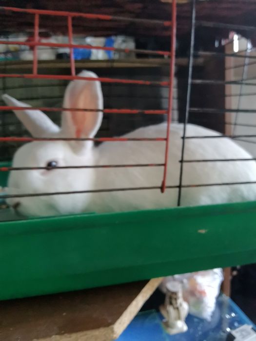 Продам кролика декоративного