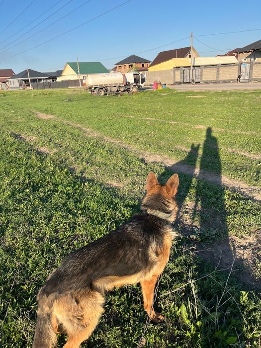 Обменяю немецкую овчярку на дакана