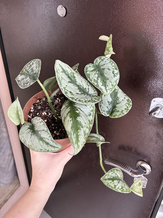 Филодендрон и сциндапсус