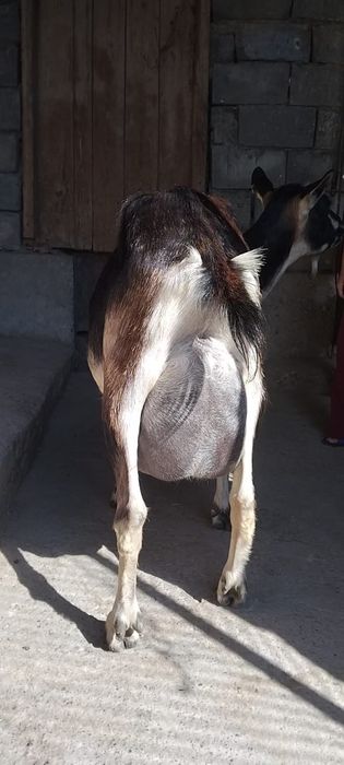 Альпийский сангу ешкі сатылады