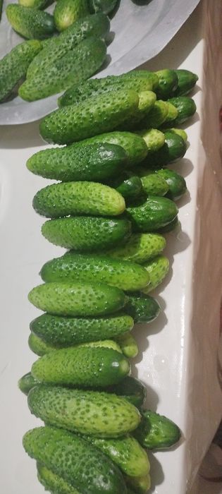 домашние корнишоны