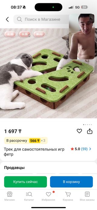 Продаю породистую кошку