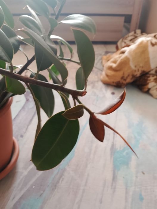 Продаю большой фикус Сарань