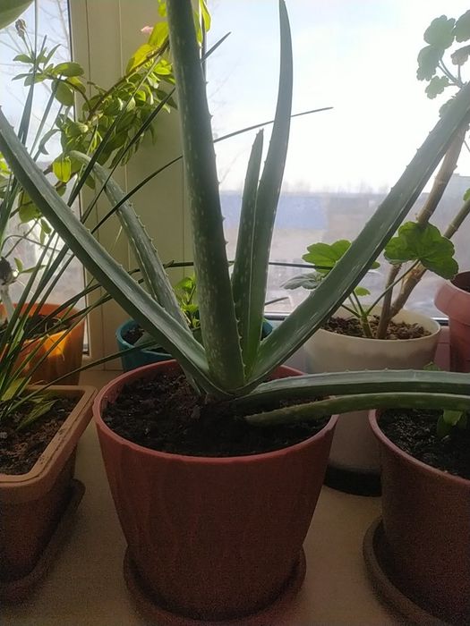 Продам алоэ вера.