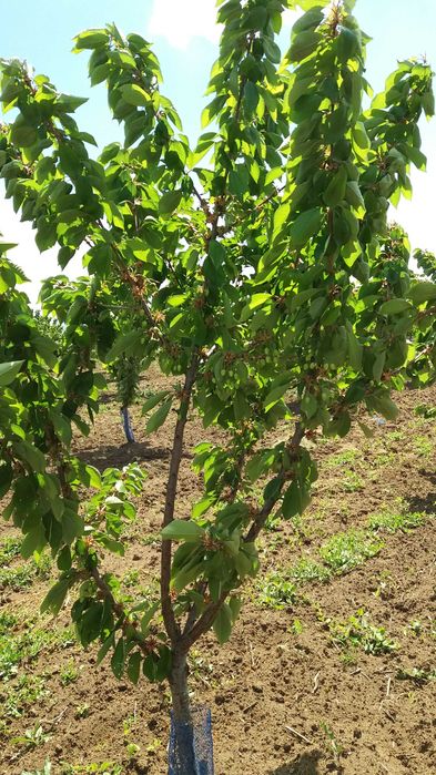 Продава се 11 дка млада черешова градина