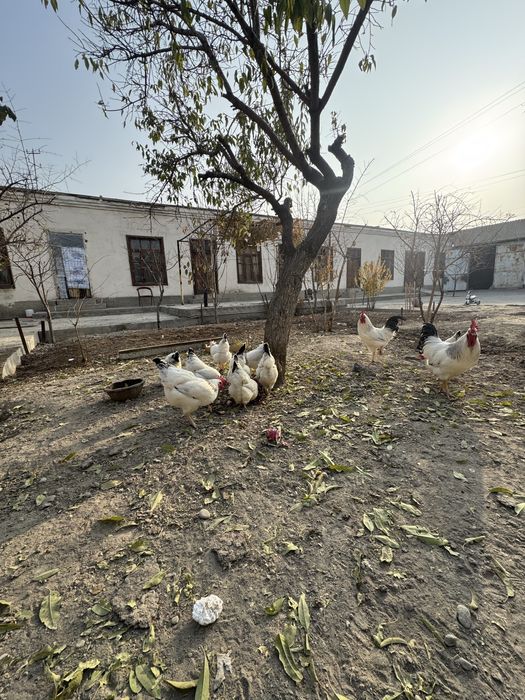 Адлер серебристый инкубацион тухумлари сотилади. Тоза кон.