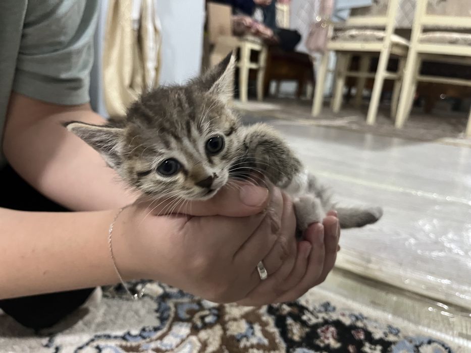 Кошки, котята, кот