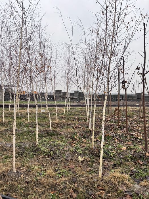 Oq qayin Sosna Magnolia Береза Сосна Магнолия