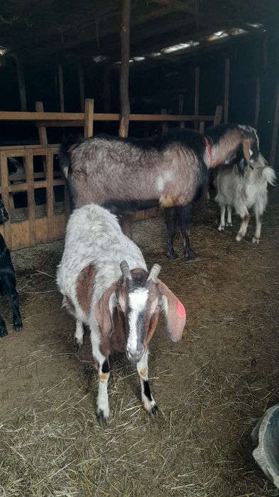 Vând capre metis anglonubian