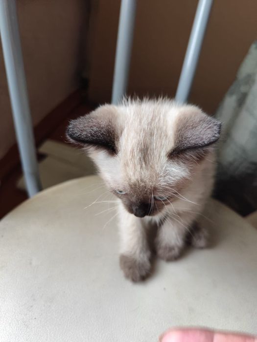 Подарю котенка в добрые руки