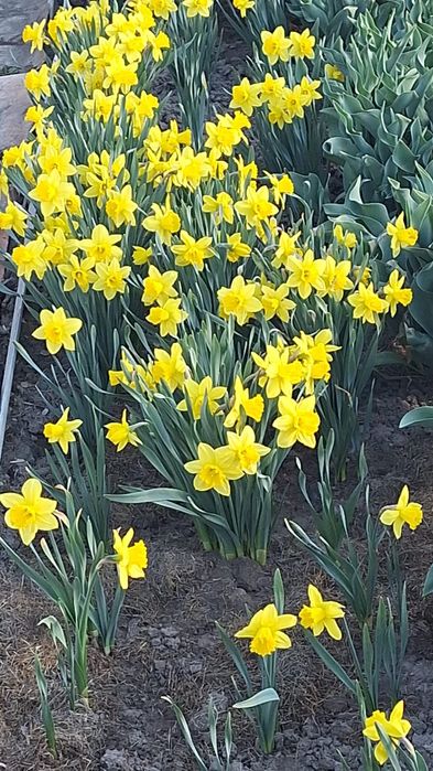 Свежие нарциссы с участка