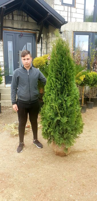 Tuia smaragd de mai multe dimensiuni