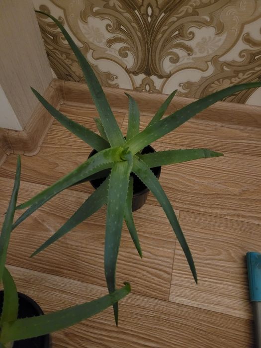 Алое лечебный, полезный. И алое декоративный, он больше для красоты. Т