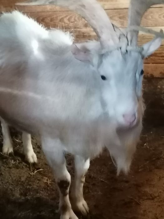 Vând țap, 2 ani (necastrat)
