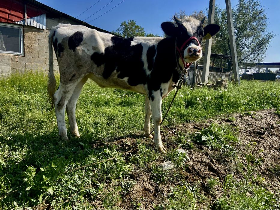 Тана сатылады 1жасар