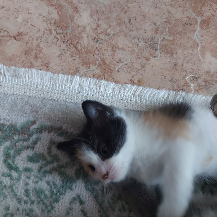 Одам котят добрые руки