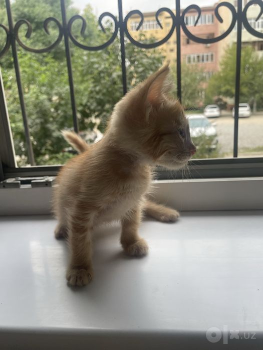 Отдам котенка в добрые руки