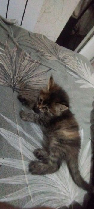Отдам котёнка в добрые руки