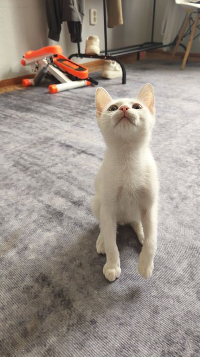 Котёнок в хорошие руки