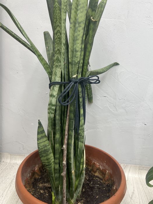 Гүлдер (Цветы)  гүлдер сатылады горшогімен