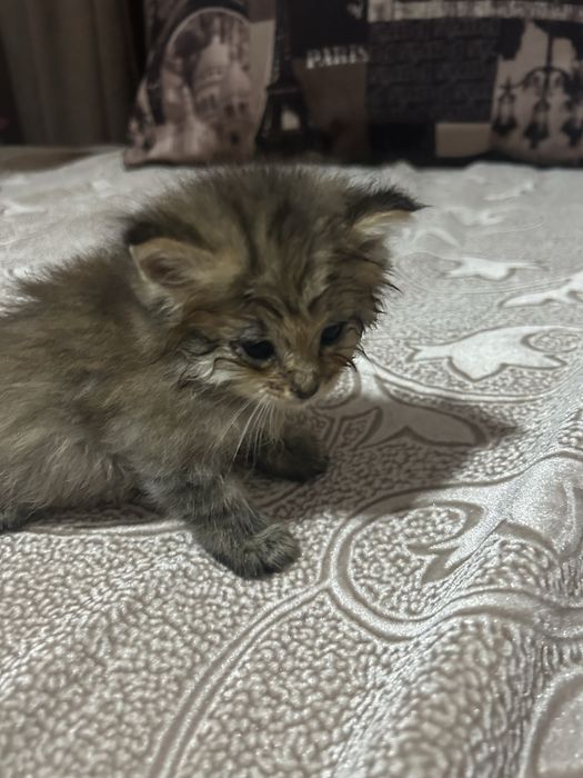 Отдам котят в добрые руки